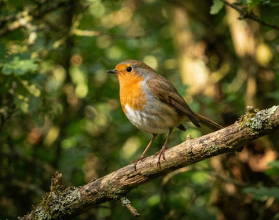 pájaro